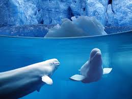 animals of the ocean