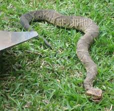 water moccasin pictures
