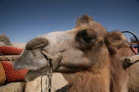 along the silk road