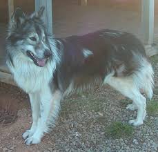 native american dogs