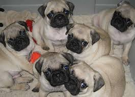 Pugs dancing video