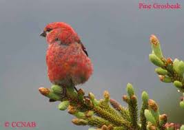 birds of north america