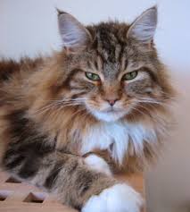 main coon cats