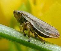 frog hopper insect