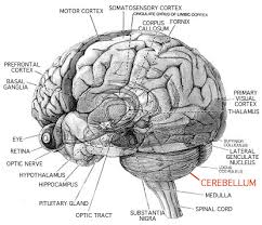 coloring brain