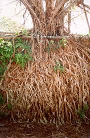 roots of plants