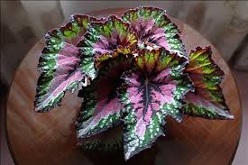 rex begonia pictures