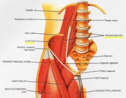 anatomy of hip joint