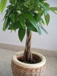 indoor plant species