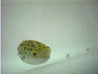 tetraodon nigroviridis