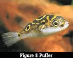 figure 8 puffer
