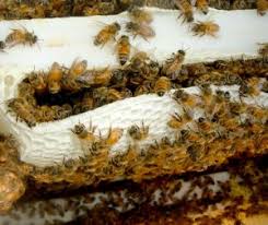 types of bees