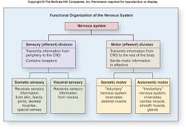 functional organization