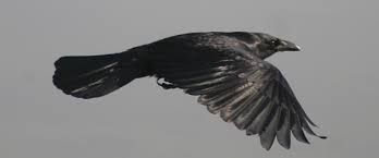 crow flight