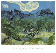 pictures olive trees