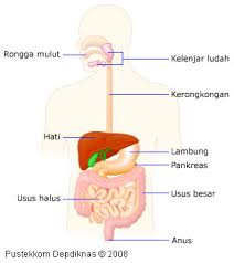 sistem pernafasan manusia