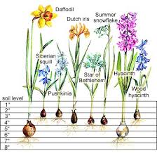 bulbs flowering