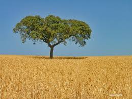 the wheat field