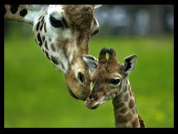 كل عضو يطلب صورة والعضو اللي بعده يجيب له الصورة Giraffebaby1