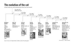 cat evolution tree