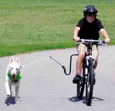 bicycle springer