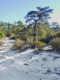 florida pine trees