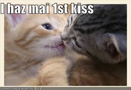 crazy kittens