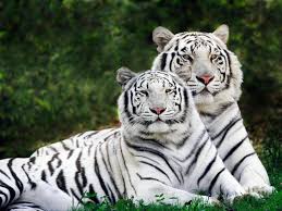 white bengal tiger pictures