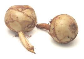 arrow root