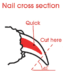 dog nail grooming