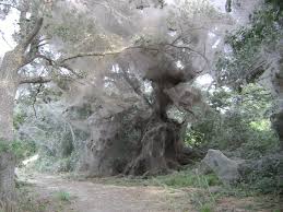 spider webs