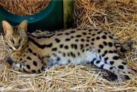 large cat breeds