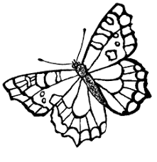 butterfly coloring books