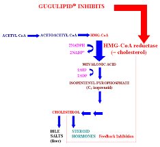 hmg coa reductase
