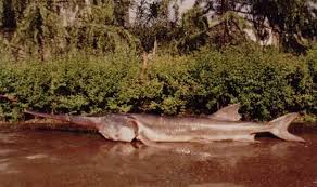 river fish