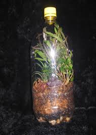 soda bottle terrariums