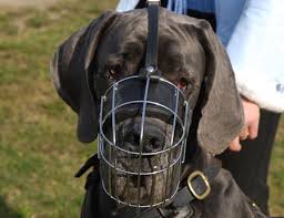 usa dog