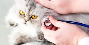 veterinarian schools