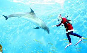 christmas shows
