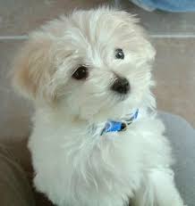 maltese pics