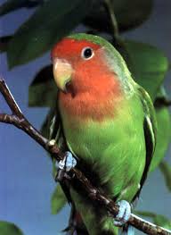 love bird photos