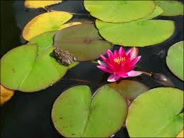 frogs and lily pads