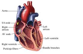 slow heartbeat
