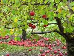 pictures apple trees
