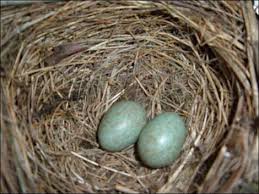bird nest