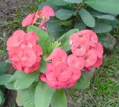 euphorbia