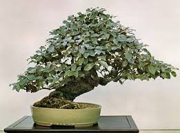 bonsai technique