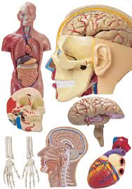 biology of the human body