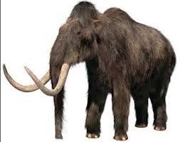 woolly mammoth