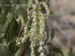 elliptica